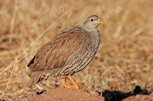 Preview: A Natal Spurfowl (Pternistis Natalensis) In Natural Habitat, South Africa