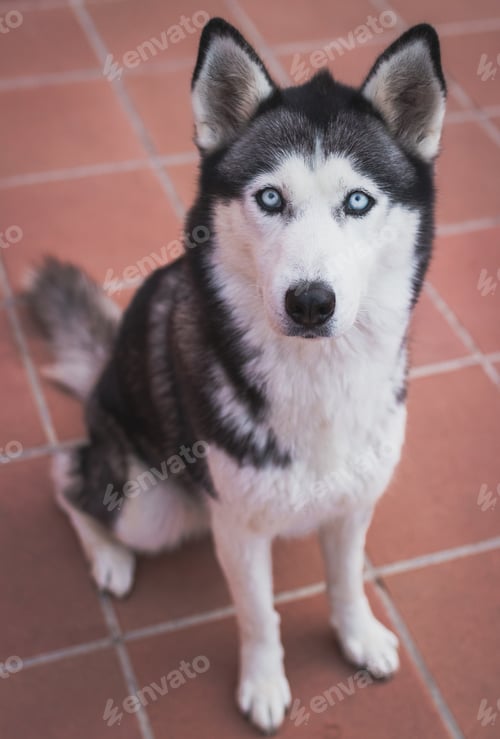 Preview: A Vertical Shot Of A Siberian Husky On The Tile Floor A Daytime