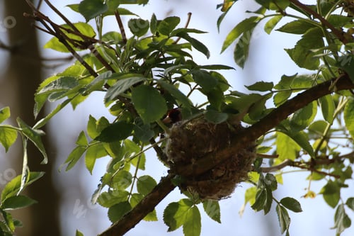 Preview: A Selective Focus Of A Bird In Its Nest On The Tree Branch