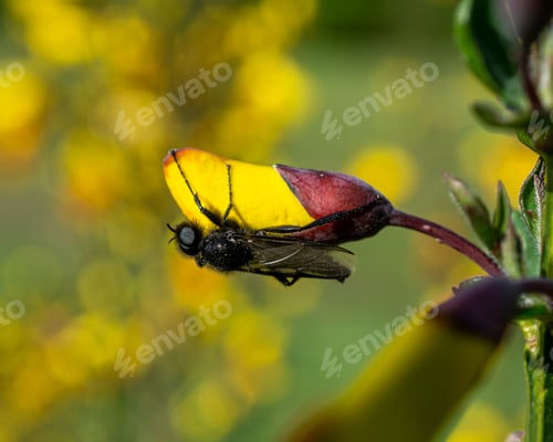Preview: A Selective Focus Shot Of A Fly Perched On A Yellow Flower