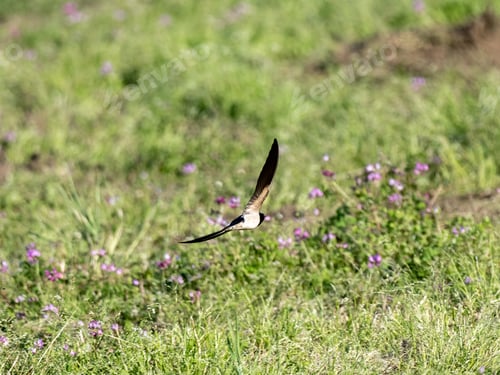 Preview: A Beautiful Shot Of A Barn Swallow (Hirundo Rustica Gutturalis) Hovering Over A Field