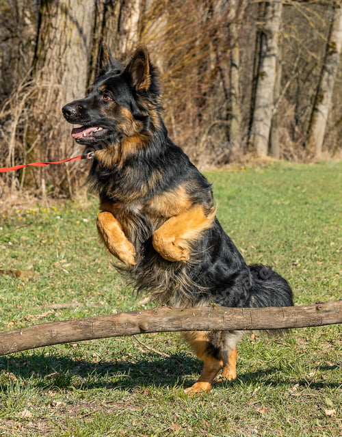 Preview: A German Shepherd Dog Jumping Over A Thin Tree Trunk