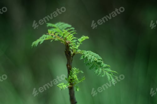 Preview: A Closeup Shot Of Small Green Leaves Sprout
