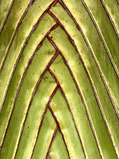 Preview: A Vertical Closeup Shot Of Details On A Tropical Plant