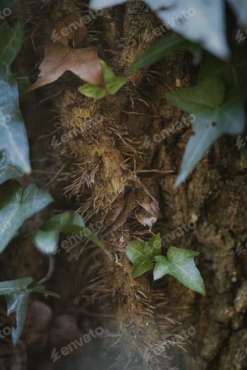 Preview: A Vertical Shot Of Common Ivy Roots Outdoors During Daylight