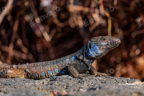 Preview: A Closeup Of An Agama In Wild Nature