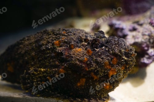 Preview: A Selective Focus Shot Of A Rock On The Surface