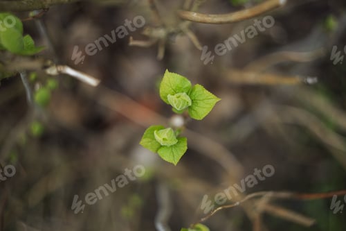 Preview: A Selective Focus Shot Of Tree Branch With Fresh Green Leaves