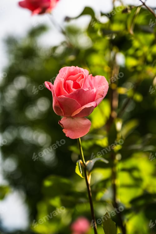Preview: A Vertical Closeup Shot Of A Beautiful Pink Rose Blooming In A Garden On A Blurred Background