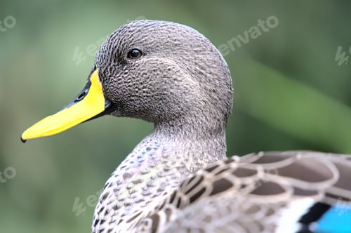 Preview: A Closeup Of A Duck With A Yellow Beak On A Blurry Background