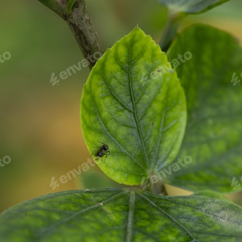 Preview: A Closeup Of An Ant Perching On A Green Leaf
