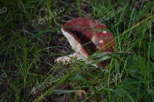 Preview: A Closeup Shot Of A Wild Red Mushroom In The Forest