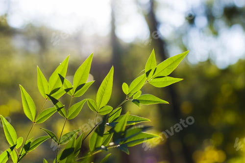Preview: A Selective Focus Shot Of A Tree With Green Leaves Under The Sunlight