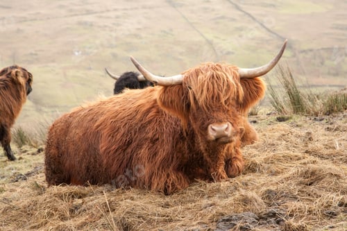 Preview: A Brown Scottish Highland Cattle Resting On Grass
