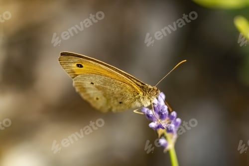Preview: A Small Heath Butterfly On Lavender In A Field Under The Sunlight With A Blurry Background