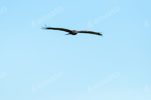 Preview: A Beautiful Hawk Soaring In A Clear Blue Sky On A Sunny Day