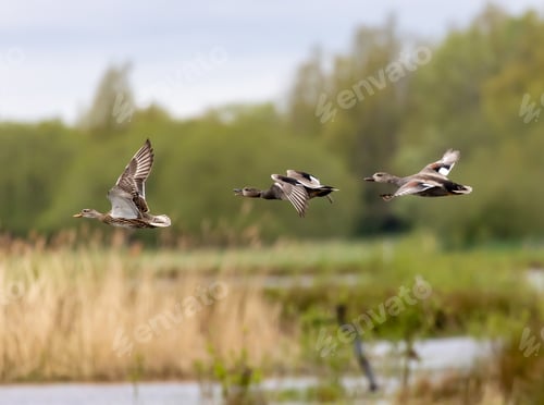 Preview: A Closeup Shot Of Flying Ducks