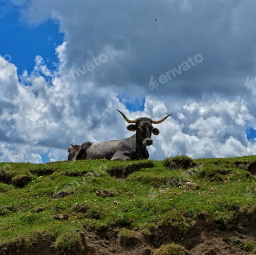 Preview: A Horned Bull Lying On Green Grass On A Hill