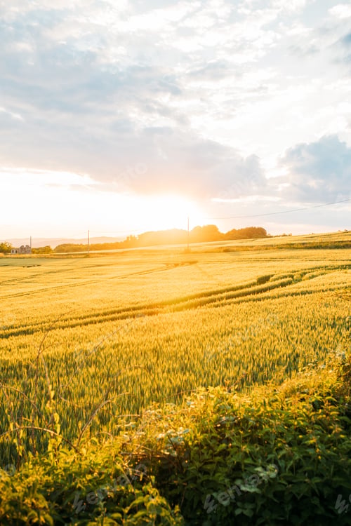 Preview: The Beautiful Wallpaper Of The Barley Field At Sunset