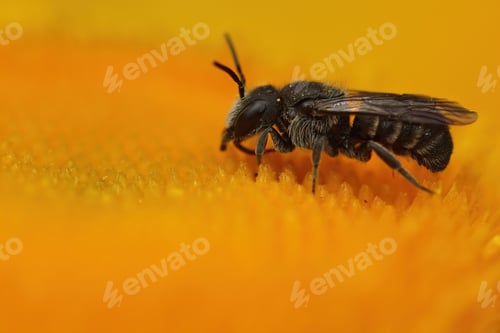 Preview: A Closeup Of A Male Of The Common Black Cuckoo Bee, Stelis Breviuscula On An Orange Flower