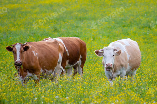 Preview: A Herd Of Cows Grazing On A Green Meadow