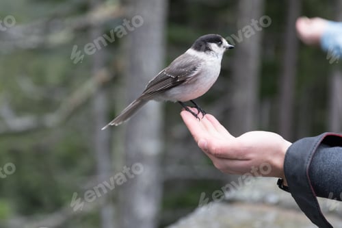 Preview: A Cute White-Browed Sparrow Perched On A Human'S Hand In The Forest