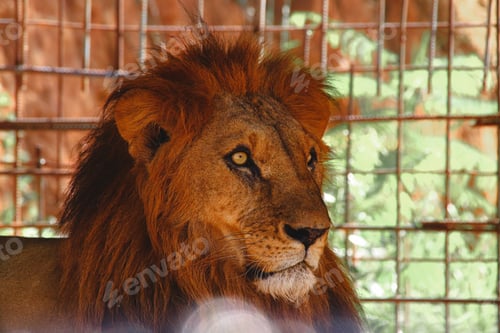 Preview: A Selective Focus Shot Of A Lion From His Side Profile In The Cage
