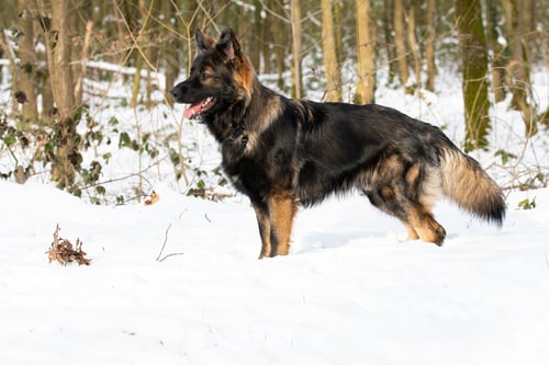 Preview: A German Shepherd In A Snow-Covered Park