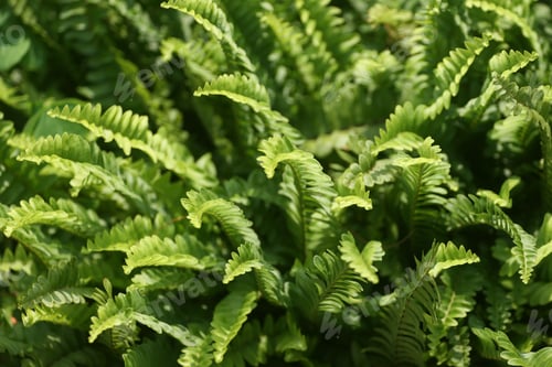 Vista previa: A High Angle Shot Of Fern Perennial Green Branches Under Sunlight