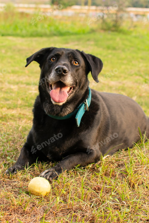 Preview: An Adorable Black Labrador Retriever Lying On Green Grass