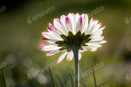 Preview: A Closeup Shot Of A Daisy With Pink-Edged Petals