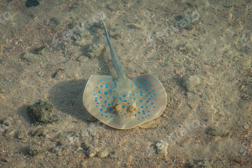 Preview: A Closeup Of A Bluespotted Ribbontail Ray Underwater Under The Sunlight