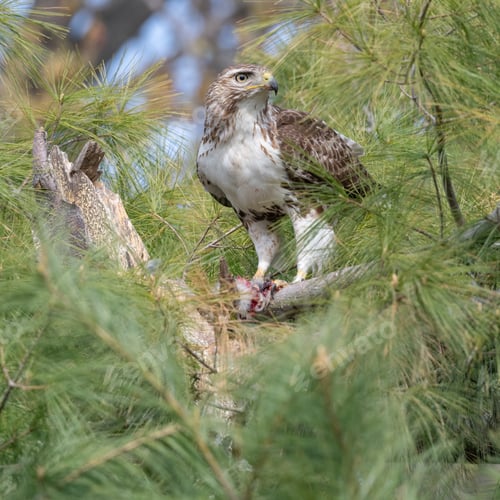 Preview: A Selective Focus Shot Of A Hawk Perched On A Tree On A Bright Day