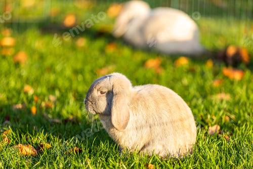 Preview: A Closeup Shot Of A Young Rabbit On The Grass In Nature In Sunshine