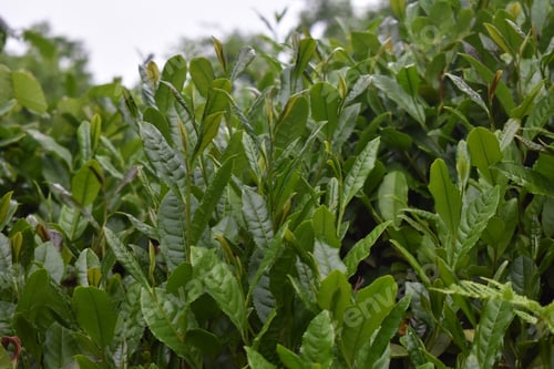 Preview: A Closeup Shot Of Green Leaves For Wallpaper And Background