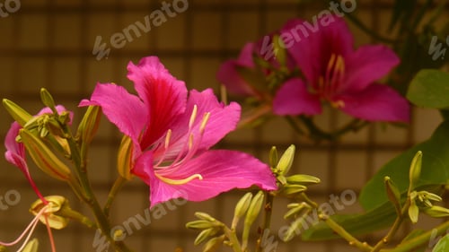 Preview: A Selective Focus Shot Of Beautiful Pink Bauhinia Flowers