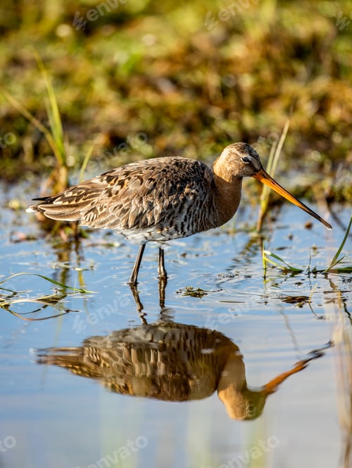 Preview: A Vertical Shallow Focus Closeup Shot Of A Small Godwit Bird Standing In A Pond