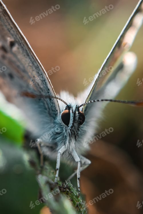 Preview: A Vertical Shot Of A Common Blue Moth Sitting On A Piece Of Rock