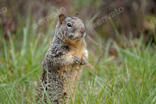 Preview: A Closeup Shot Of A Cute California Ground Squirrel