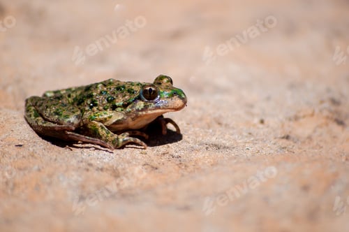 Preview: A Selective Focus Shot Of A Pelodytes Punctatus (Common Parsley Frog)