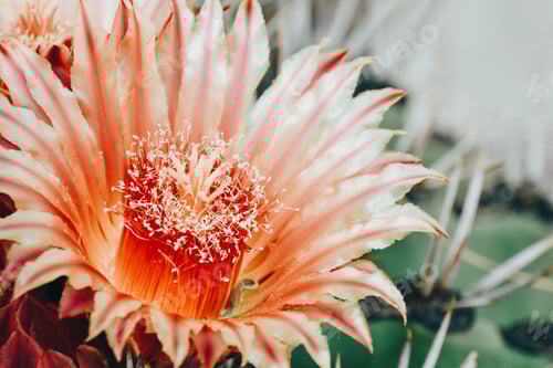 Preview: Blooming Cactus Flower Showing Delicate Petals and Thorns