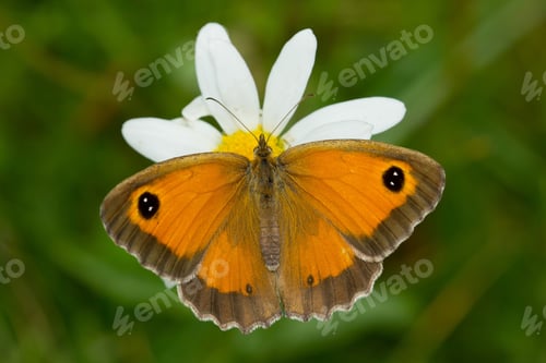 Preview: A Soft Focus Of A Beautiful Orange Butterfly On A White Flower At A Meadow