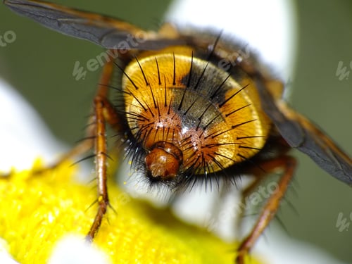 Preview: A Closeup Shot Of A Bumblebee On A Plant