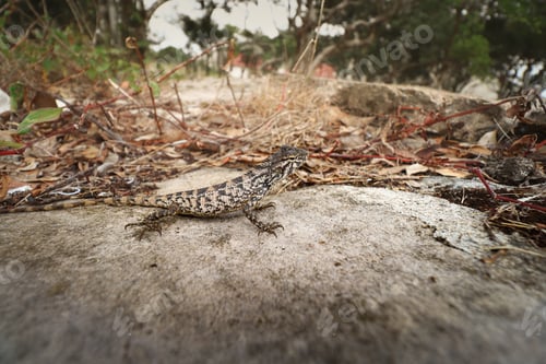 Preview: A Phrynocephalus Versicolor Lizard, Also Known As The Tuvan Toad-Headed Agama, On A Rock In The Park
