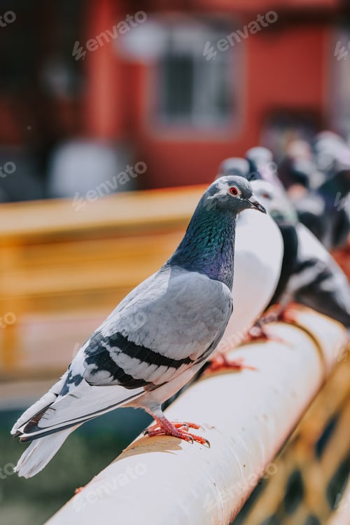 Preview: A Selective Focus Shot Of Patterned Pigeons Standing On The Metal Bar