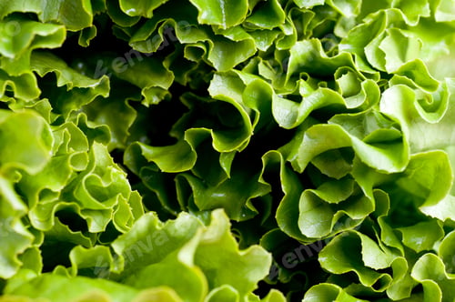 Preview: A Closeup Shot Of Urban Digs Lettuce - Perfect For Background