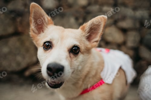 Preview: A Closeup Shot Of A Cute White Carolina Dog