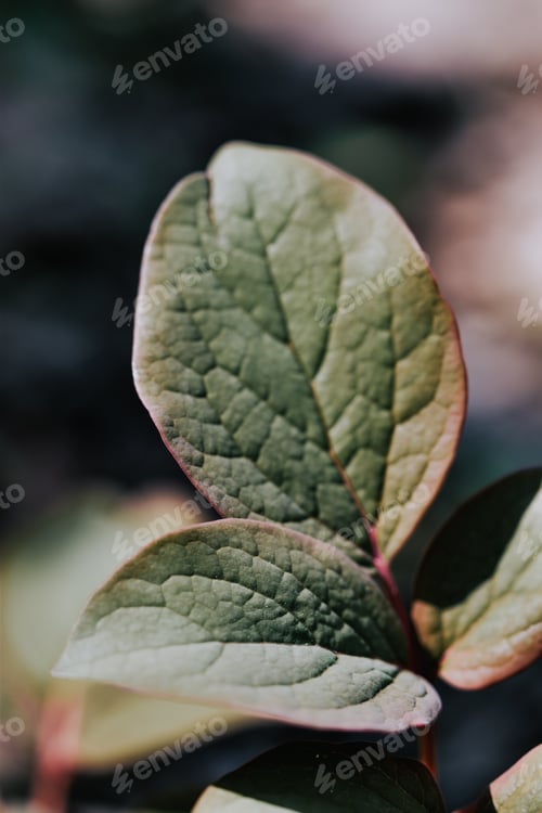 Preview: A Closeup Of Small Green Leaves With Light Shining In The Blurred Background