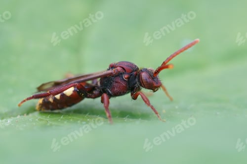 Preview: A Macro Shot Of The Cuckoo Bee On A Green Leave