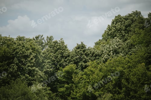 Preview: The Green Trees In A Forest Under The Cloudy Sky